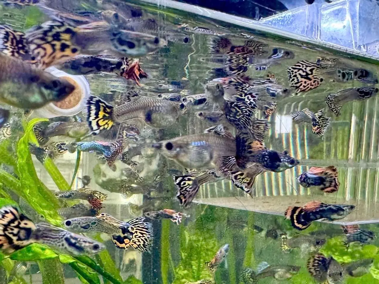 Billede 1 - Flotte guppy babyer