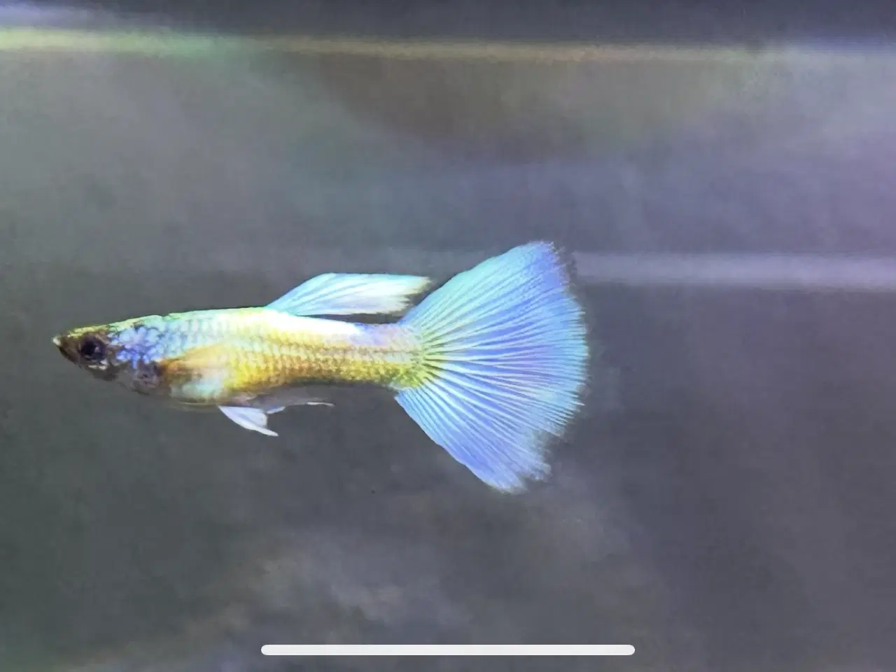 Billede 2 - Guppy yngel fra 24-4