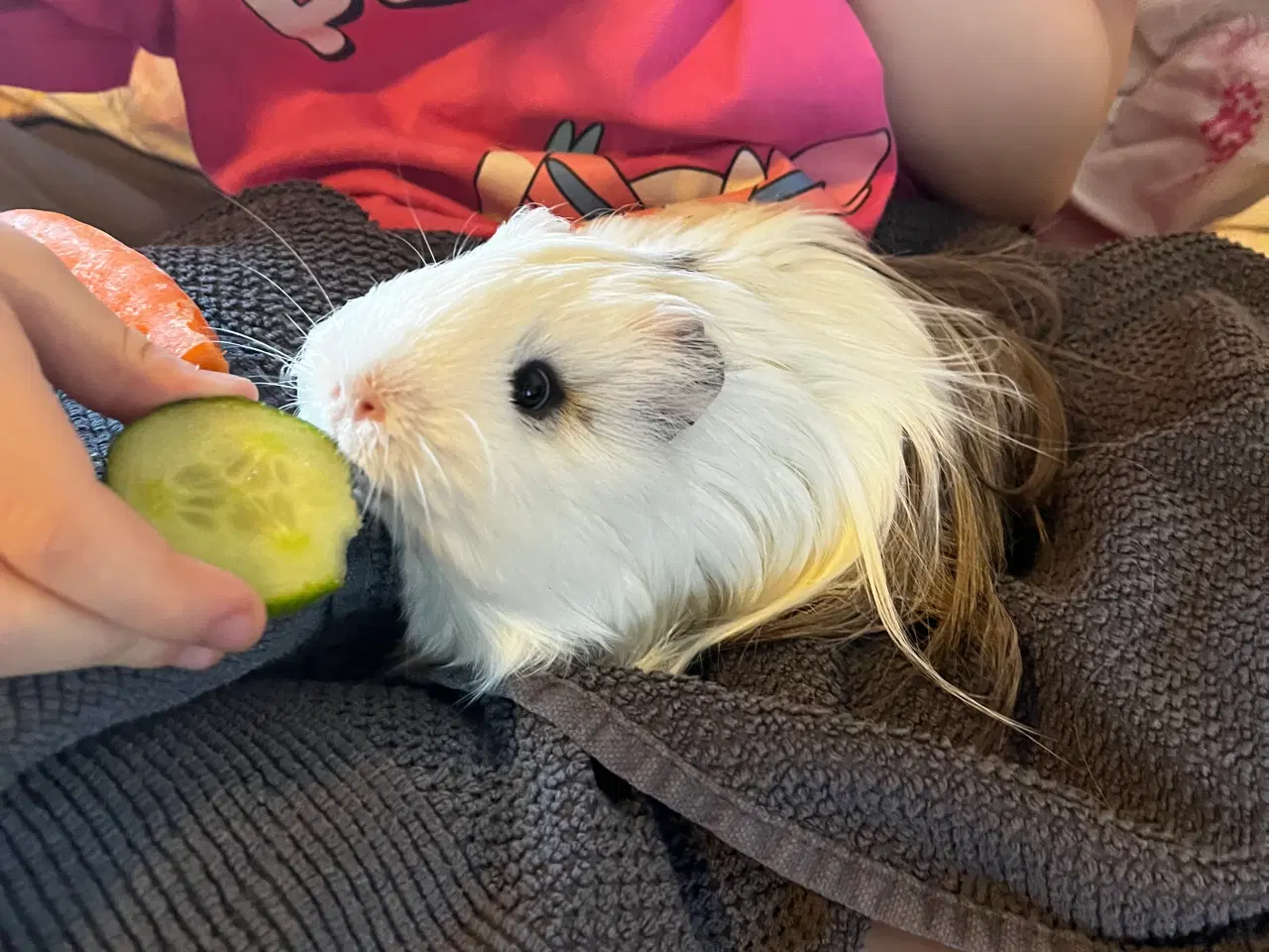 Billede 2 - Sheltie Han Marsvin