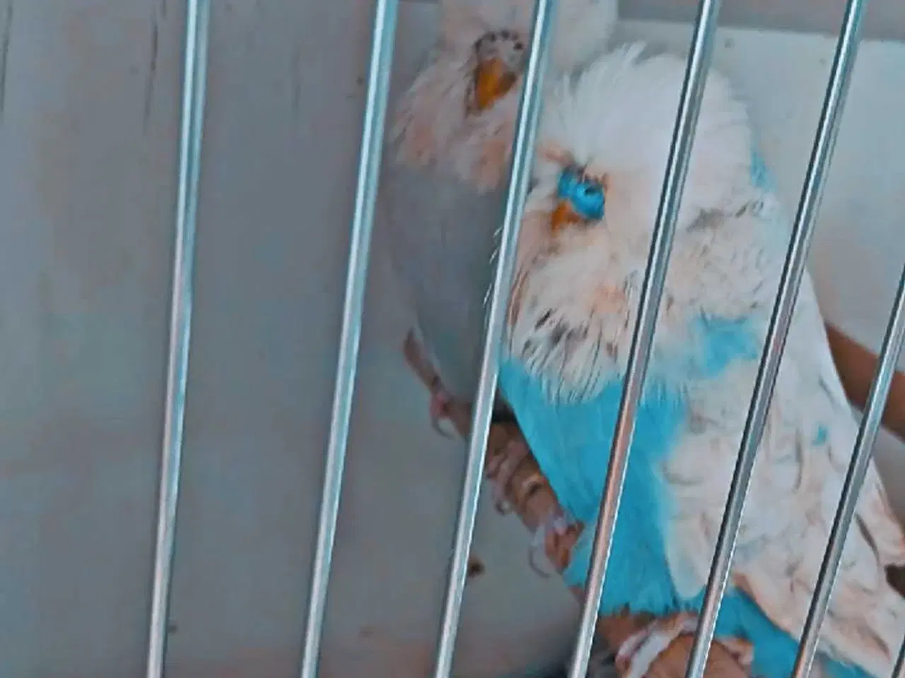 Billede 13 - Fin engelsk undulat han