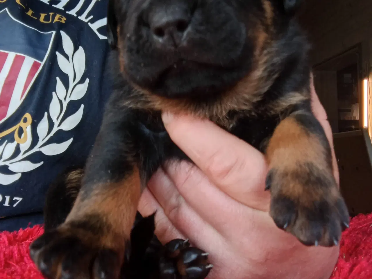 Billede 3 - Rottweiler x Cane Corso mix 