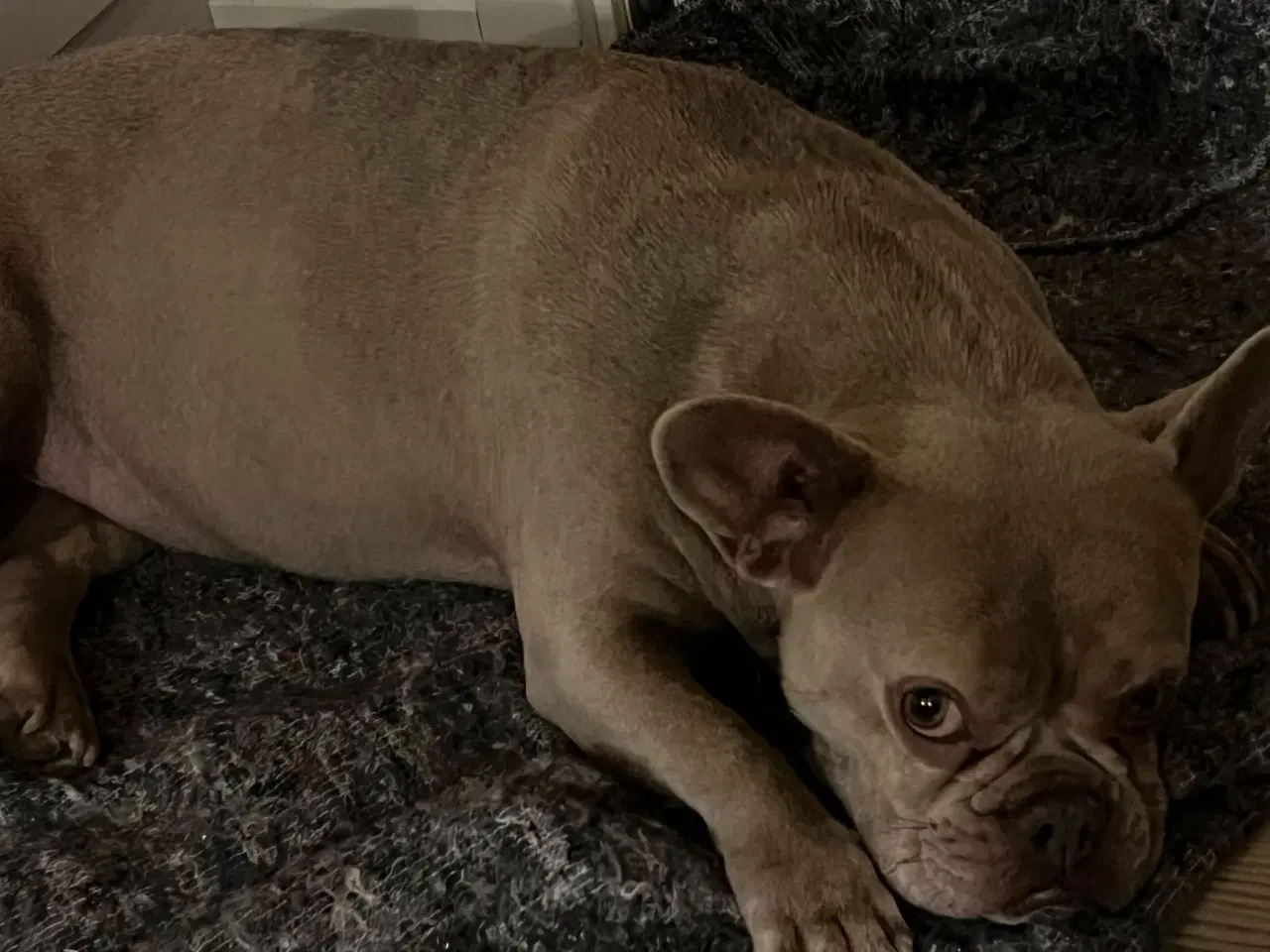 Billede 6 - VERDENS SØDESTE FRANSK BULLDOG PIGE M FULD RØNTGEN