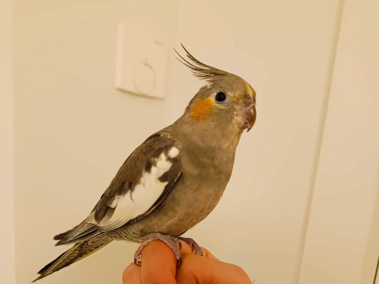 Billede 1 - Nymfeparakit o år