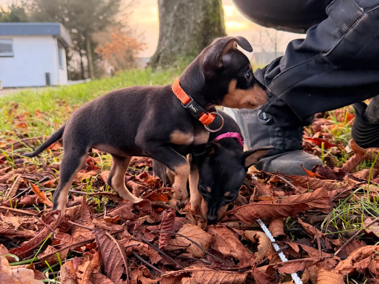 Billede 2 - Lille Hundehvalp 