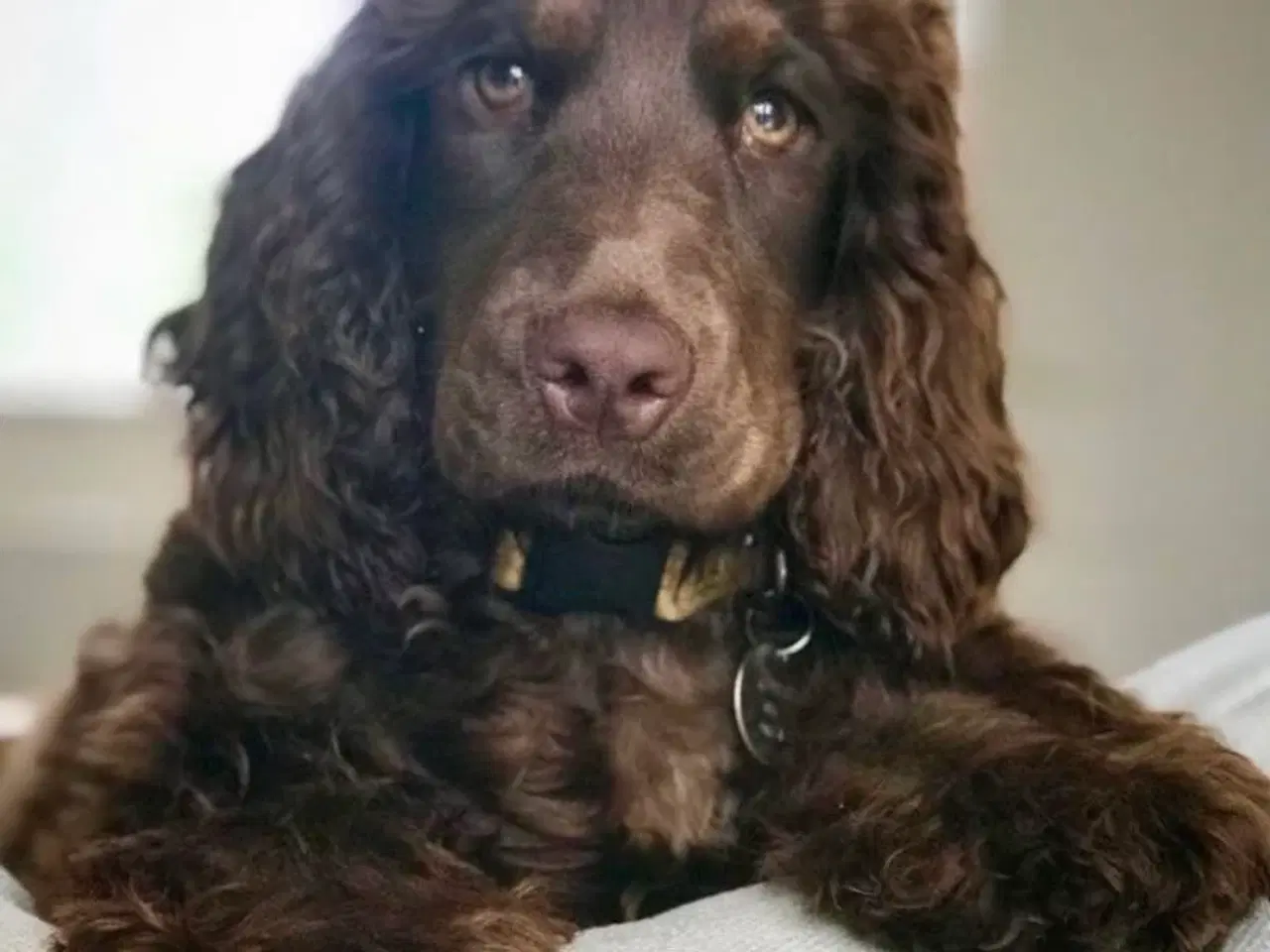 Billede 1 - Søger brun engelsk Cocker spaniel hvalp tæve