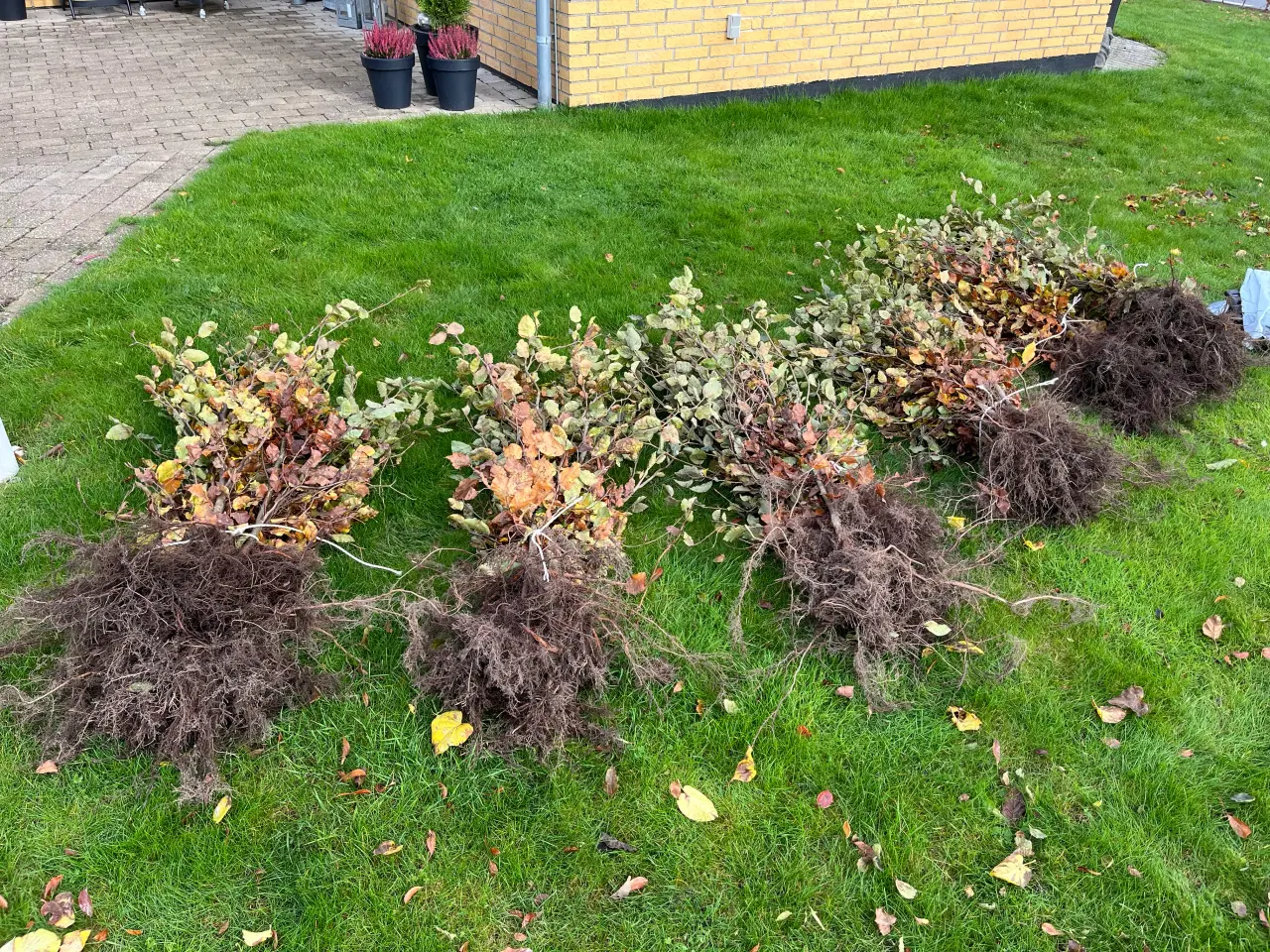 Billede 2 - Bøgehækkeplanter