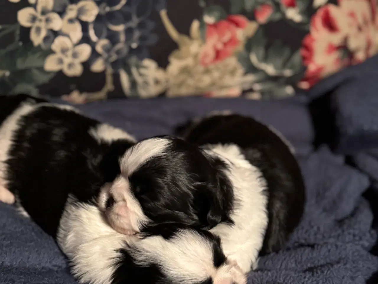 Billede 2 - Shih tzu hvalpe