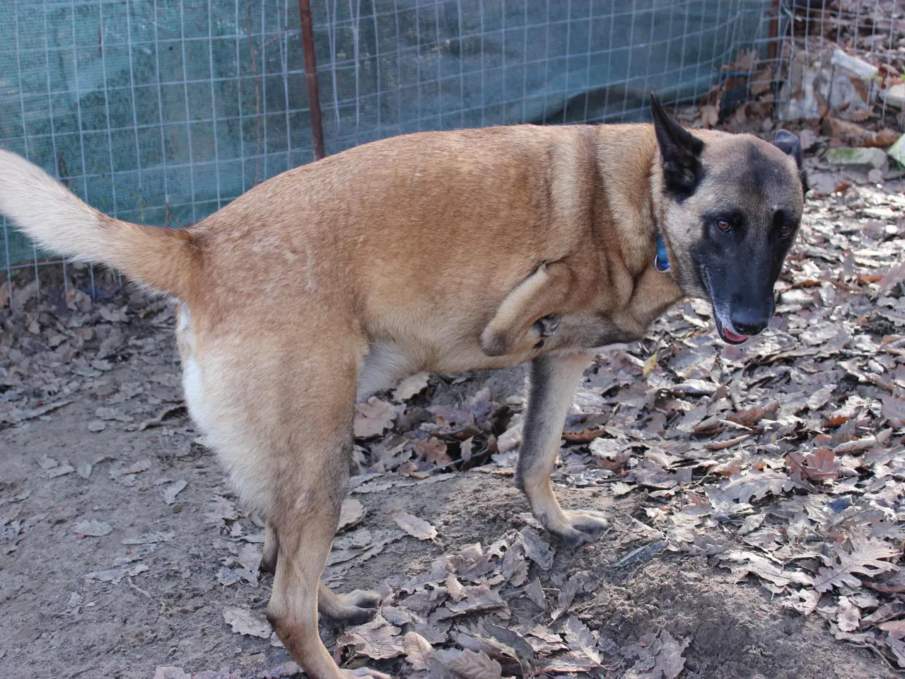 Billede 4 - Jackson søger sin egen familie❤️