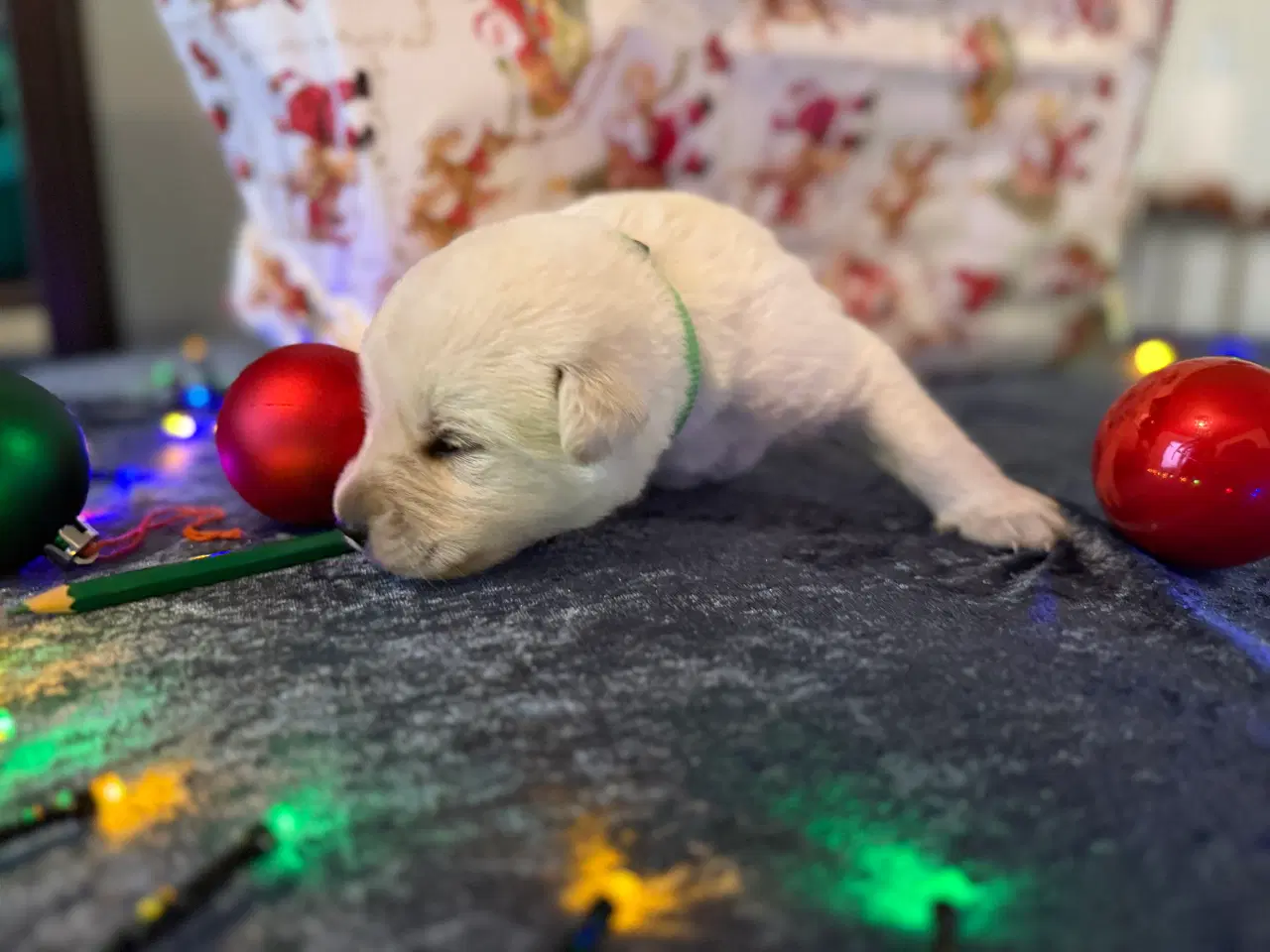 Billede 4 - Dejlige jule hvalpe klar inden juleaften 