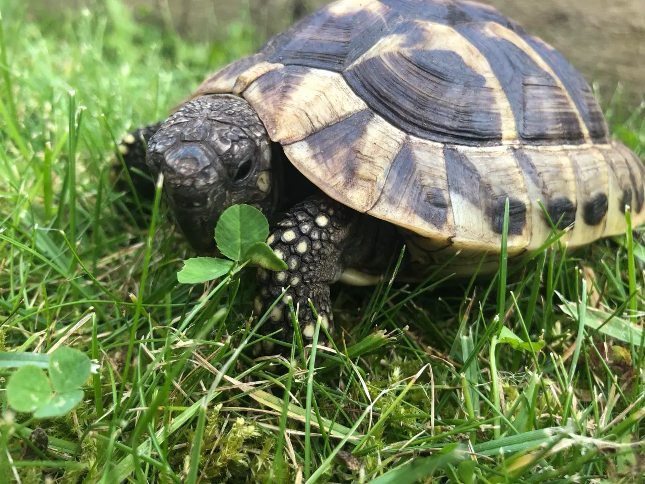 Billede 6 - Græske landskildpadder + tilbehør 