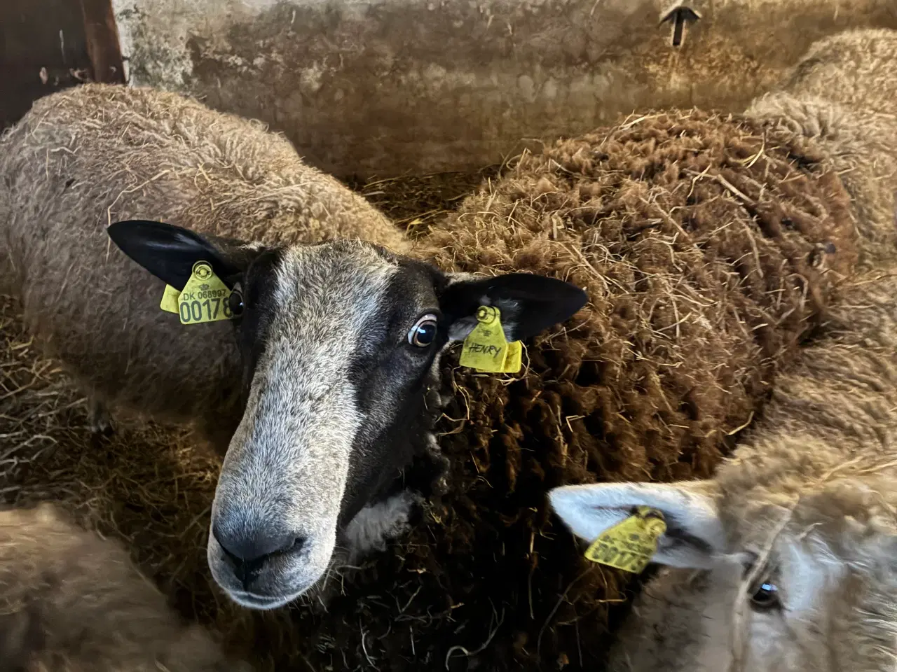 Billede 1 - zwartsblees vædder