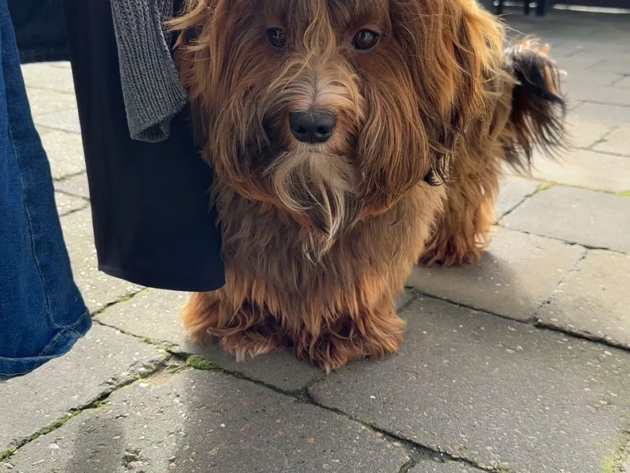 Billede 5 - Han hund tilbydes til avl