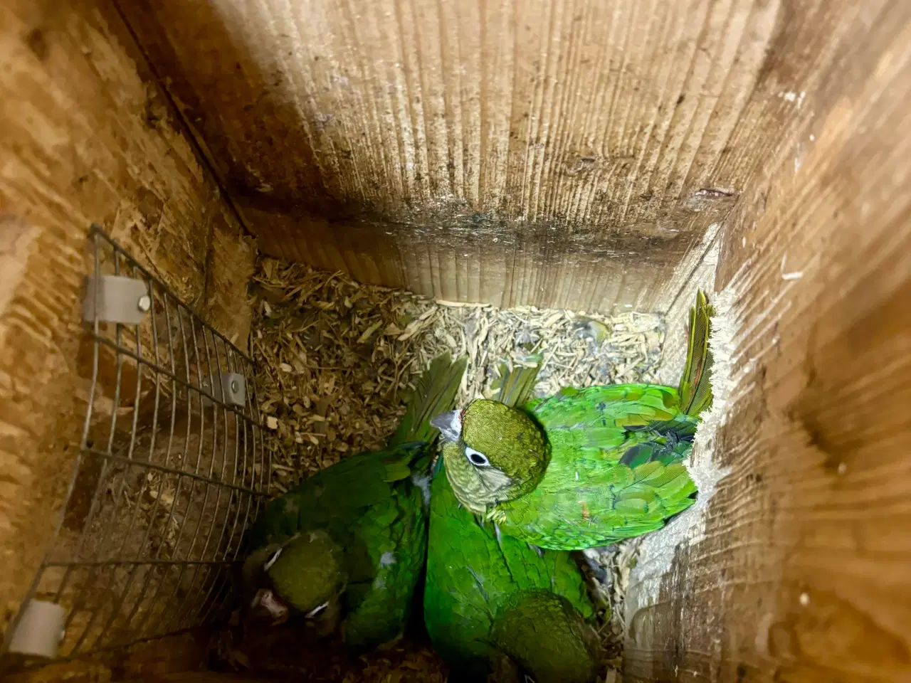 Billede 3 - 1,1 Rødbuget Conure