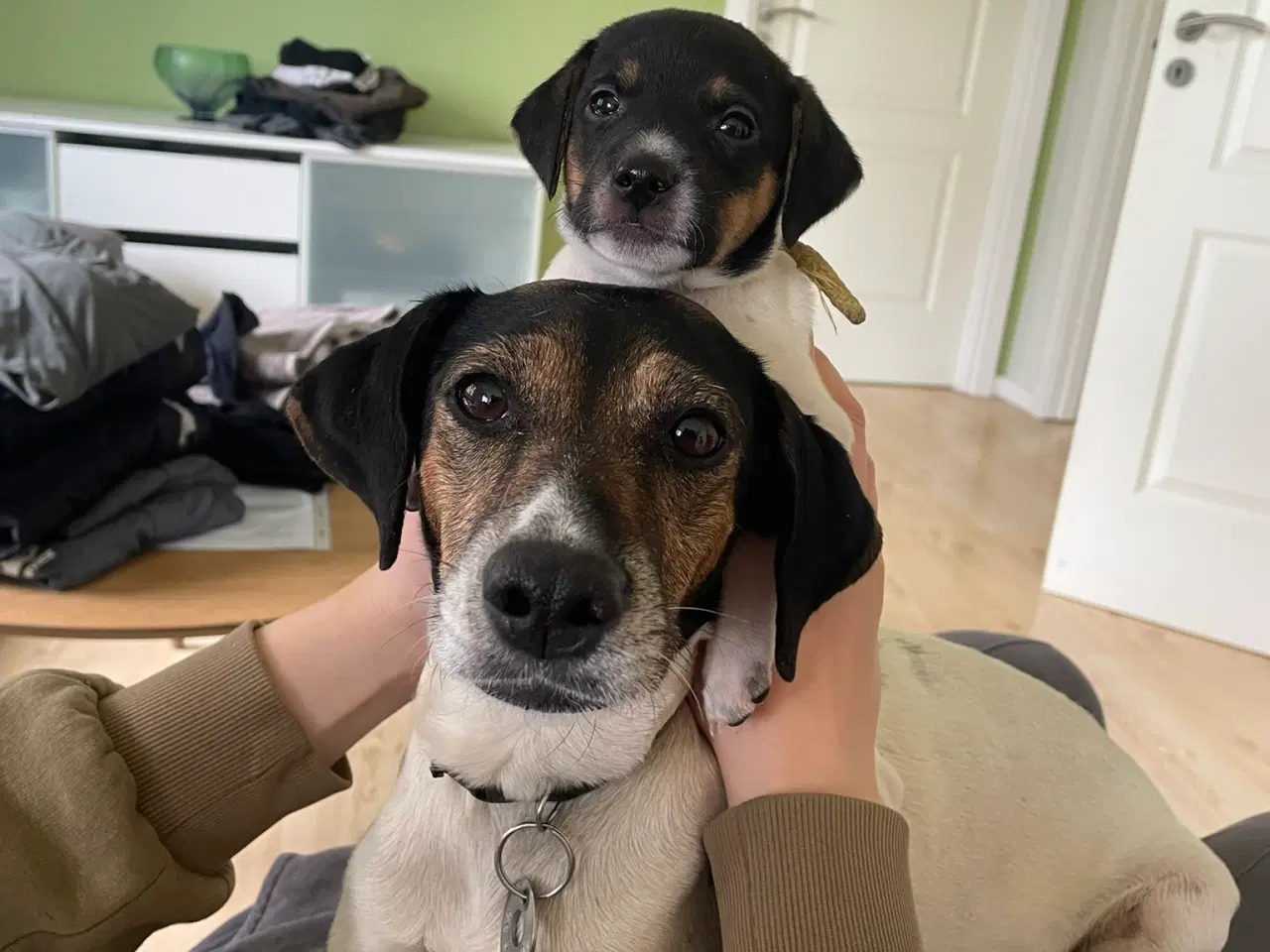 Billede 1 - Foxterrier til salg