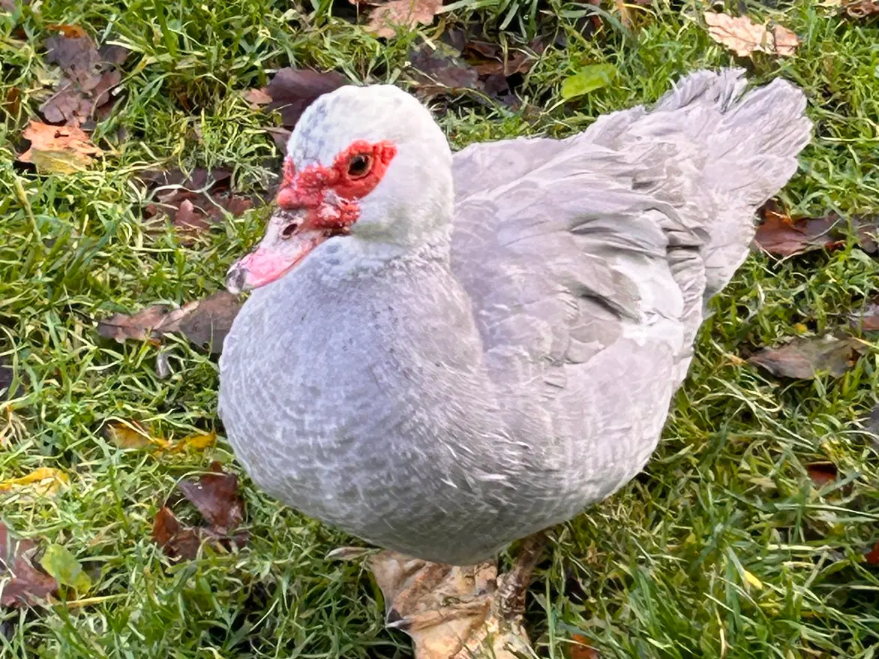 Billede 6 - Moskus Andrikker og lidt Ænder i alle farver