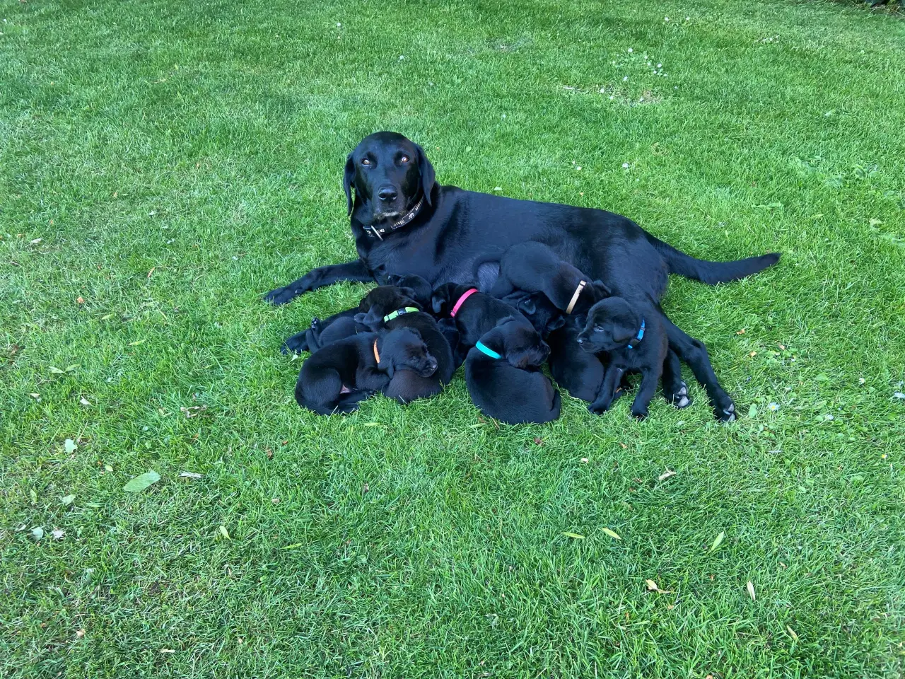 Billede 2 - Hundehvalp labrador F1