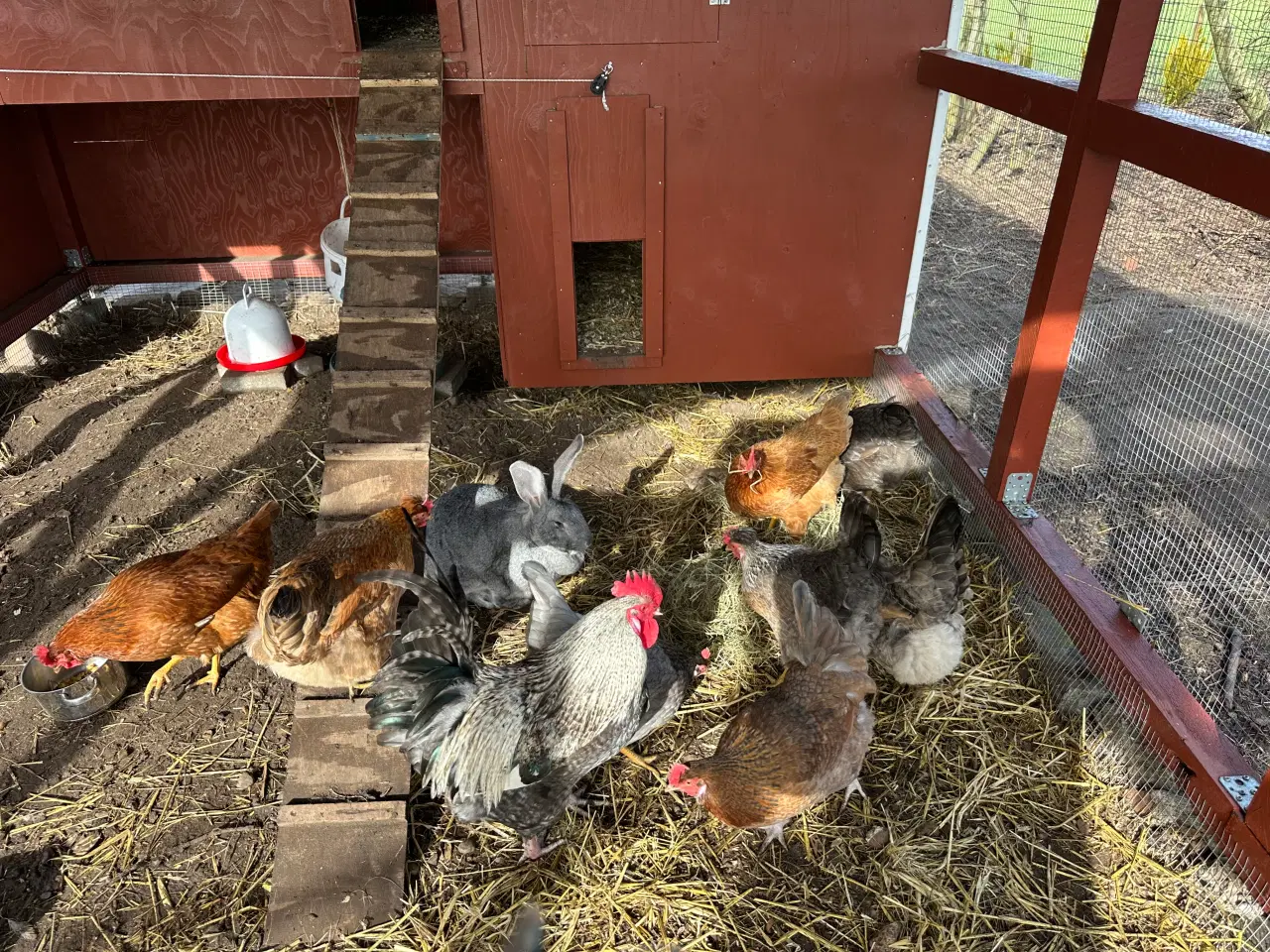 Billede 2 - Rugeæg 5 kr 