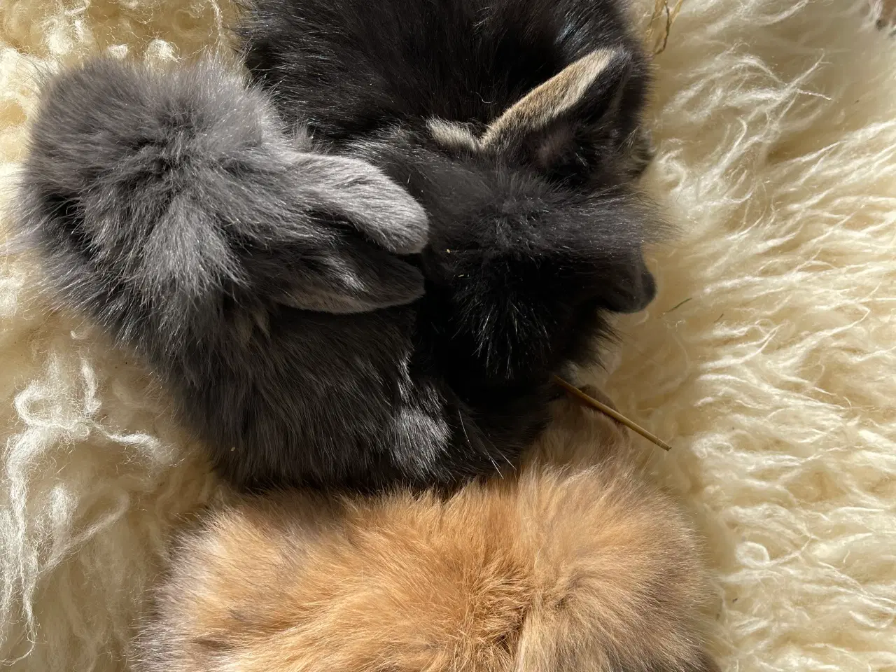 Billede 3 - Mini Lop kaninunger sælges