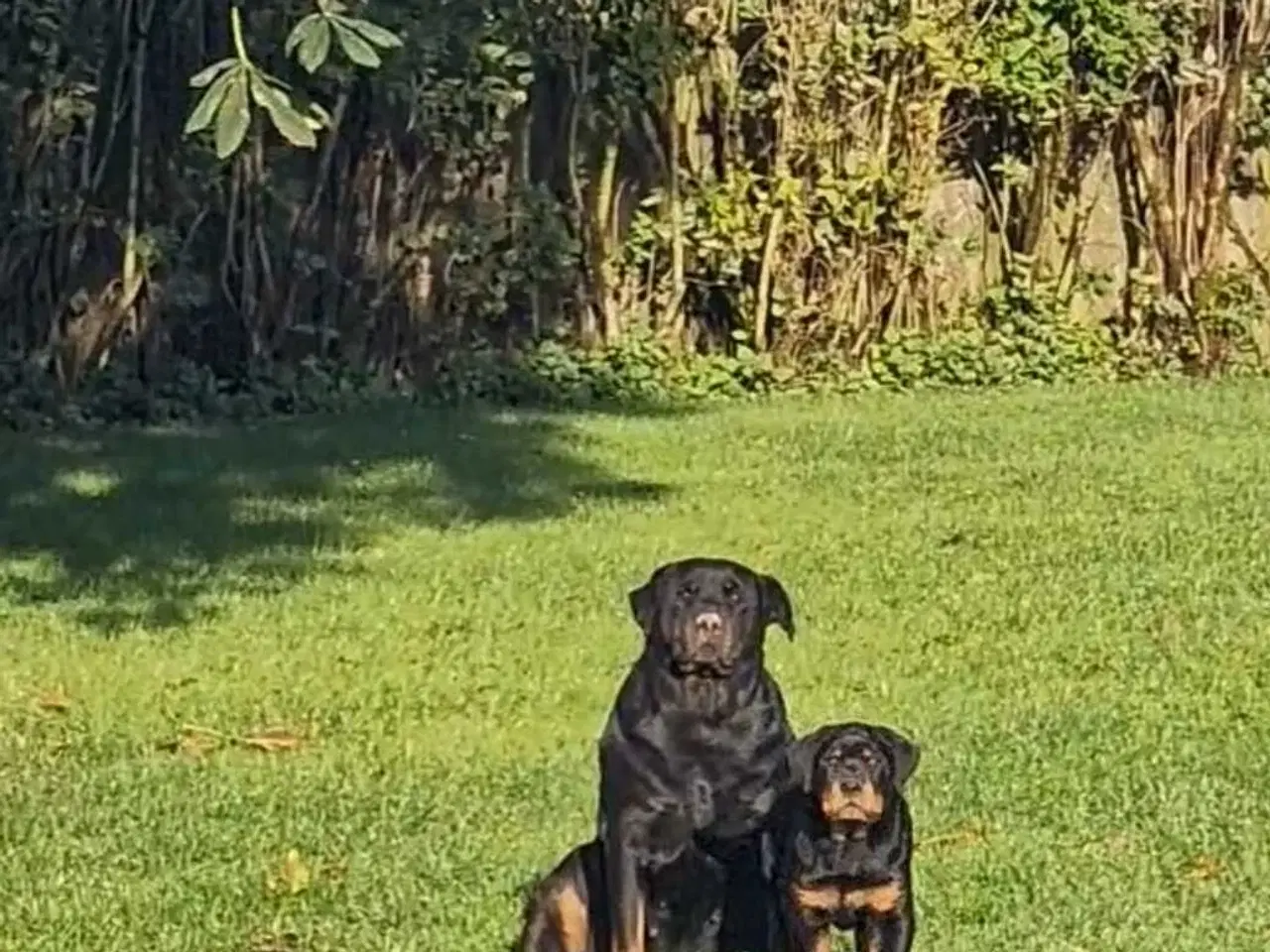 Billede 13 - Rottweiler han 
