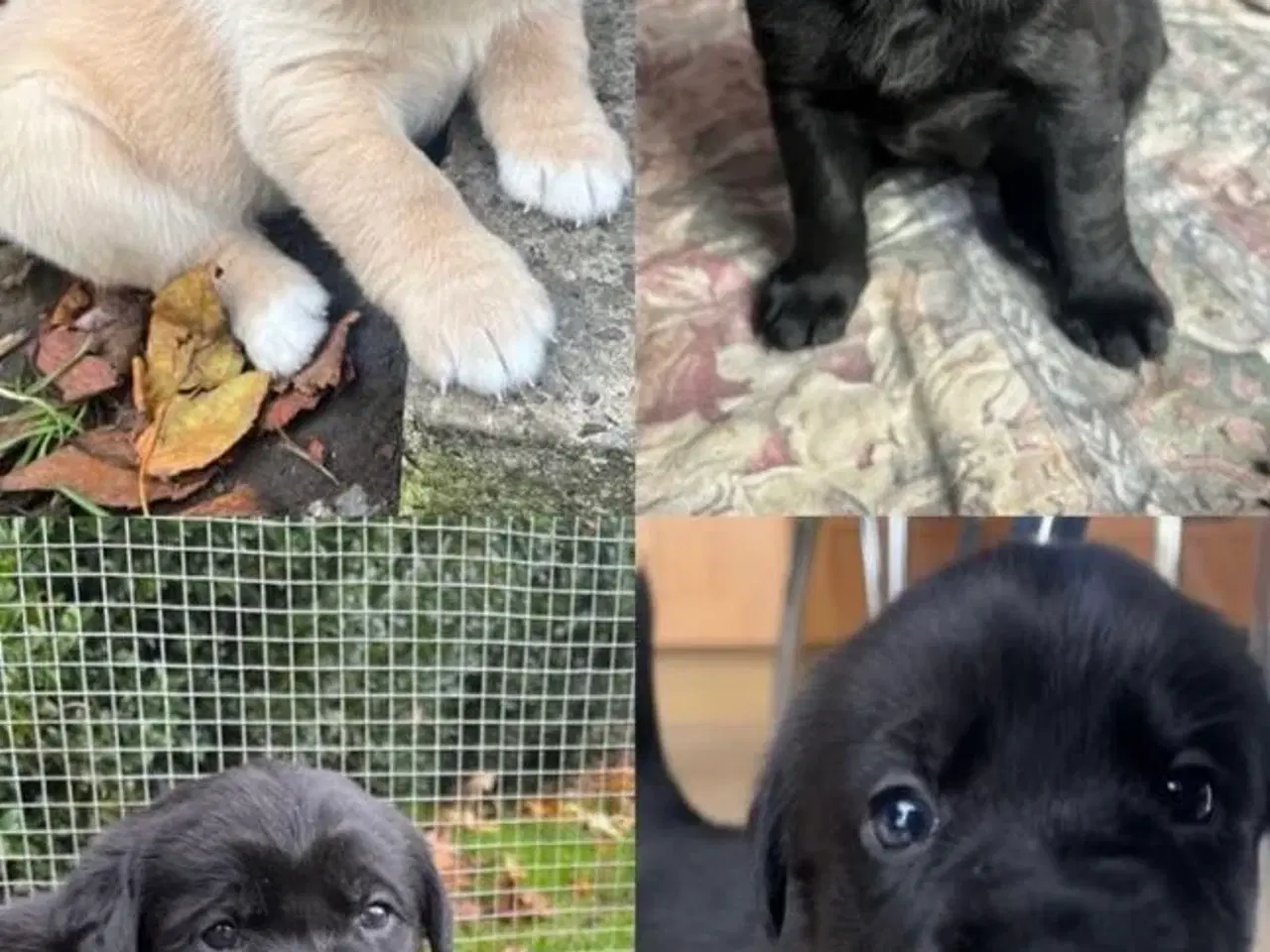 Billede 8 - Skønne Labradorhvalpe sælges
