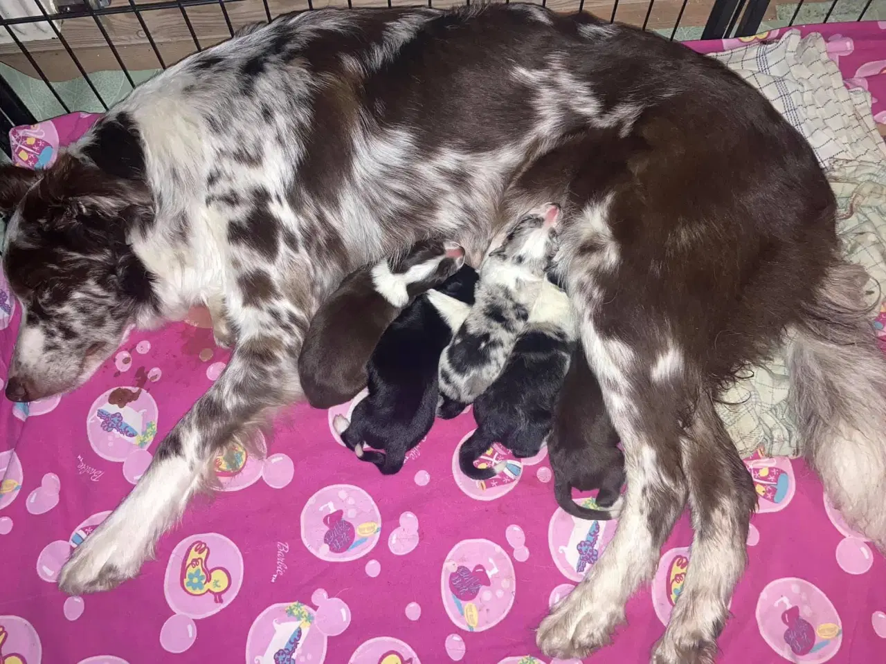 Billede 4 - Border Collie hvalpe 