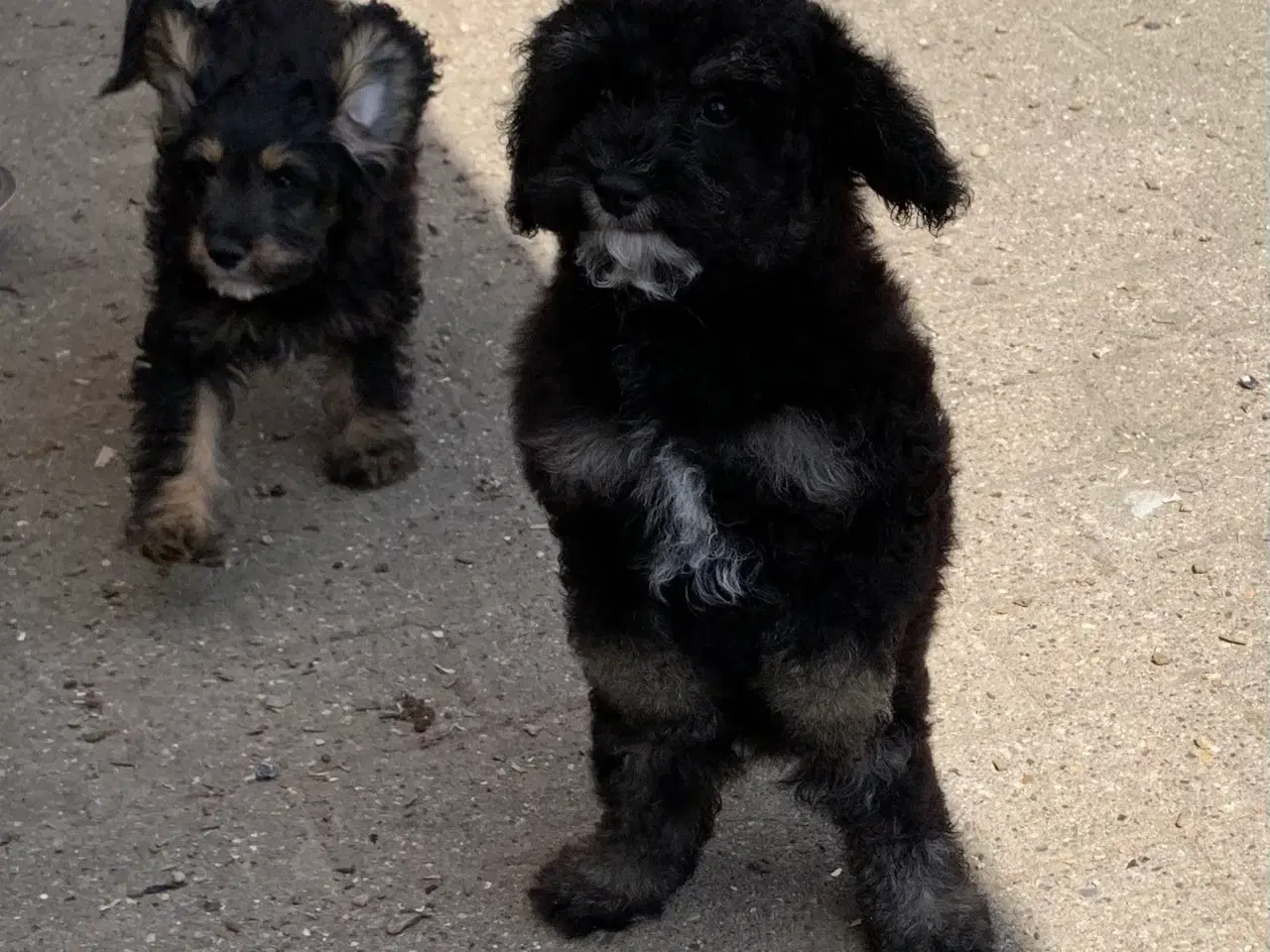 Billede 10 - Cavapoo babyer må rejse nu