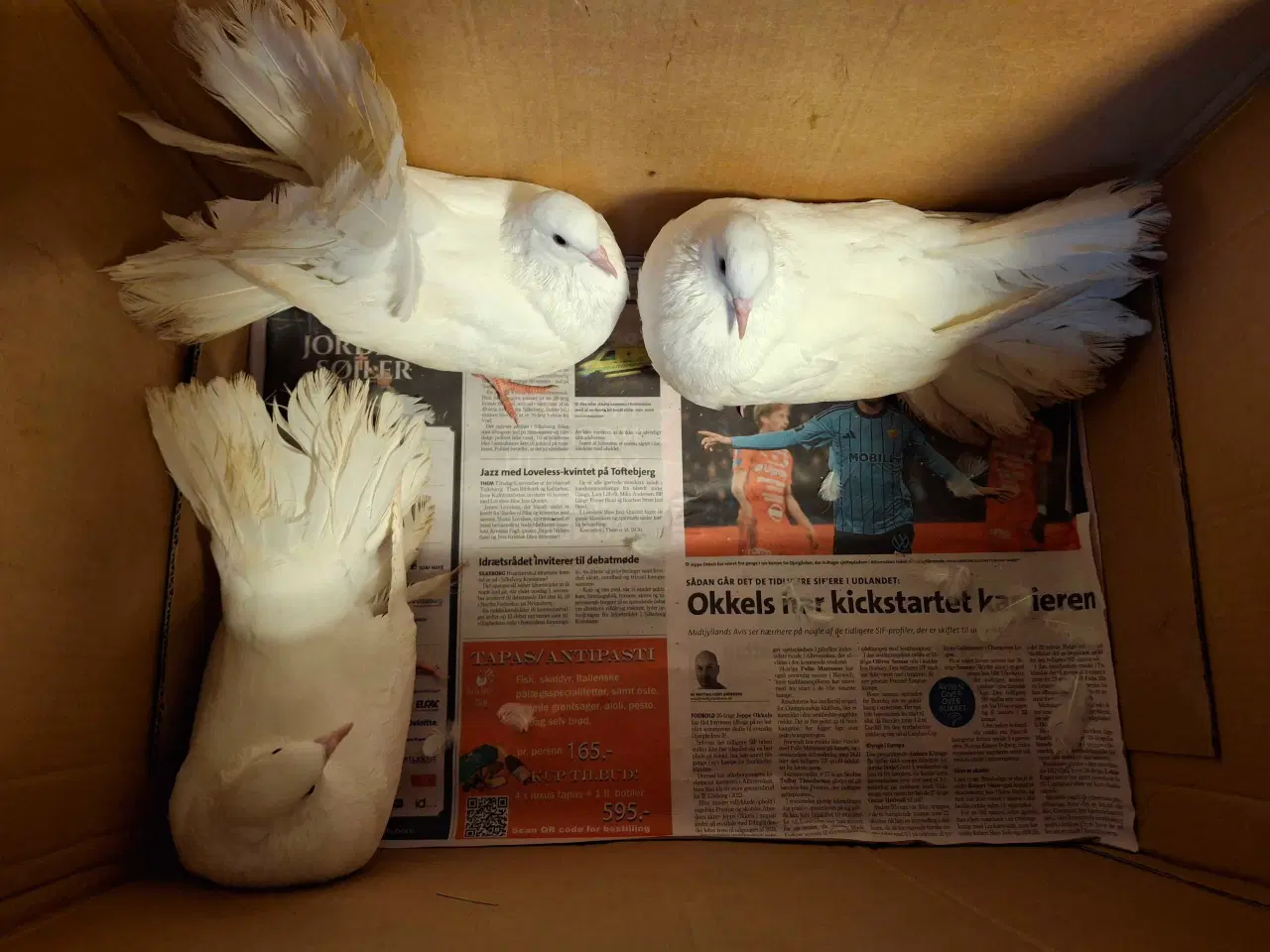 Billede 3 - 3 stk. Højstjert duer