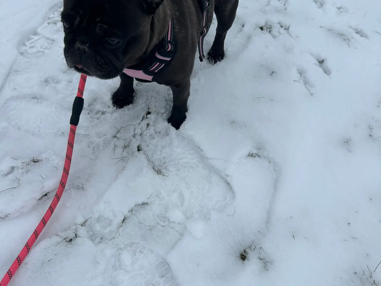 Billede 4 - Fransk bulldog 8 år ❤️