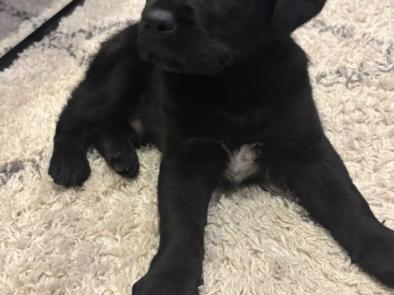 Billede 4 - Labrador hvalpe