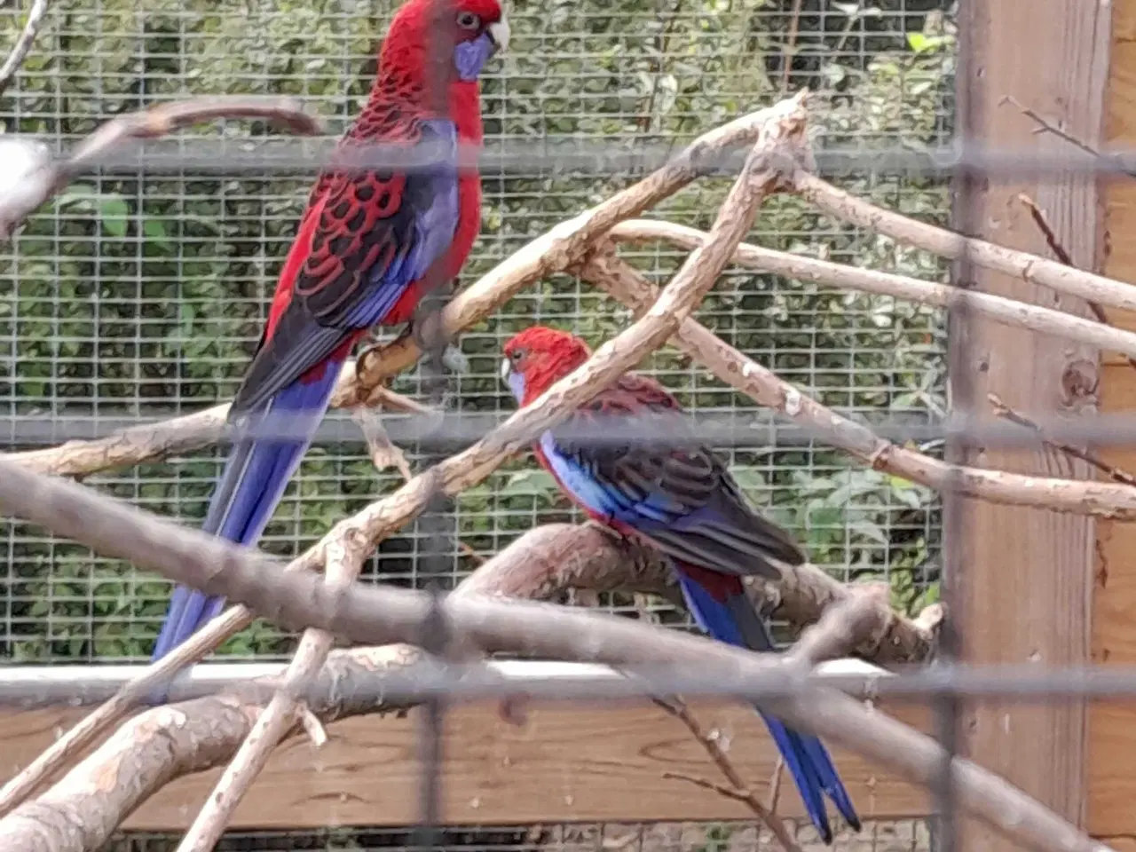 Billede 3 - Smukke penanter