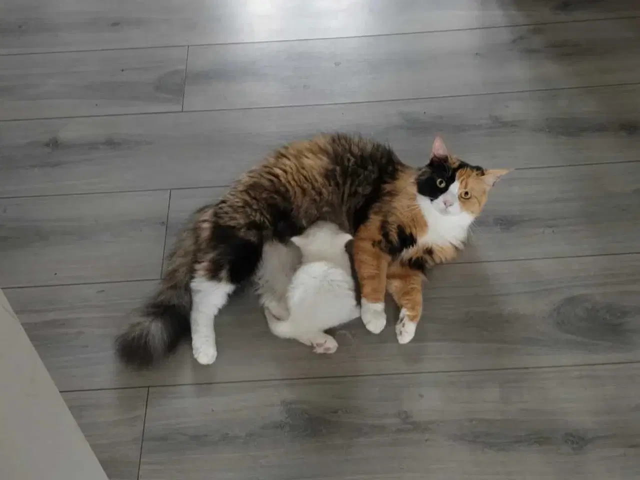 Billede 3 - Norsk Skovkat søger nyt hjem