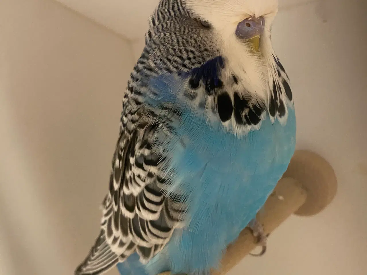 Billede 3 - Elegant engelsk undulat 