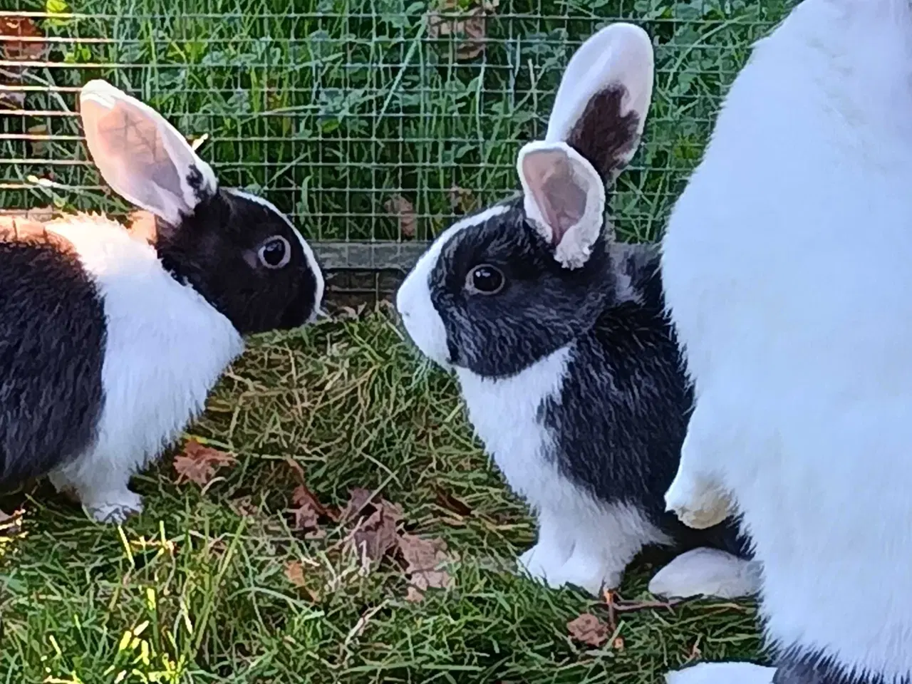 Billede 8 - Hvid Land/Hollænder kuld til salg.