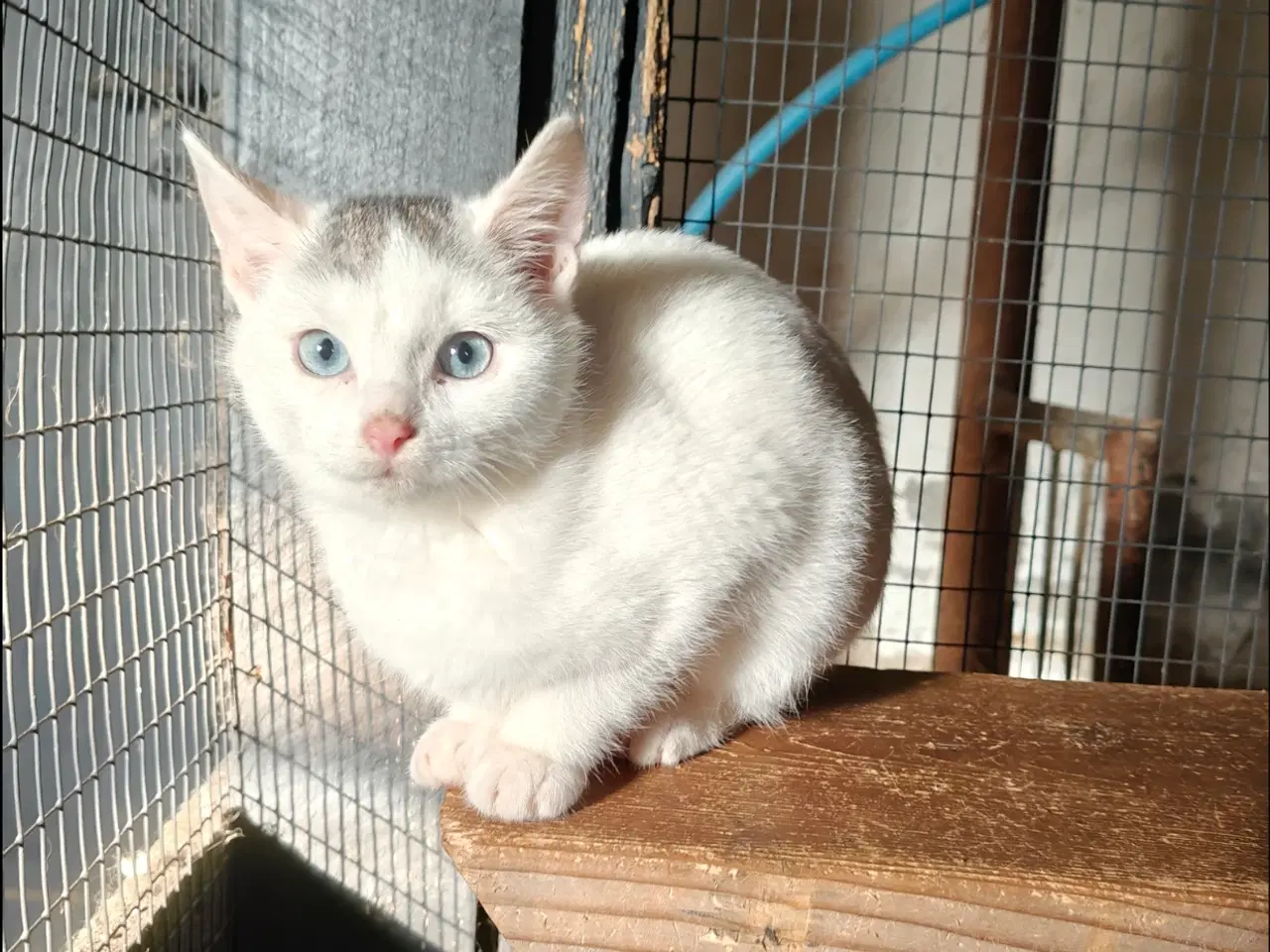 Billede 2 - Vidunderlige kattekillinger