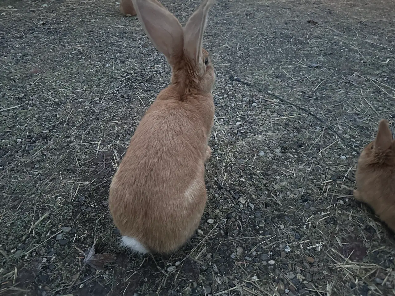 Billede 2 - Belgisk kæmpe gul 