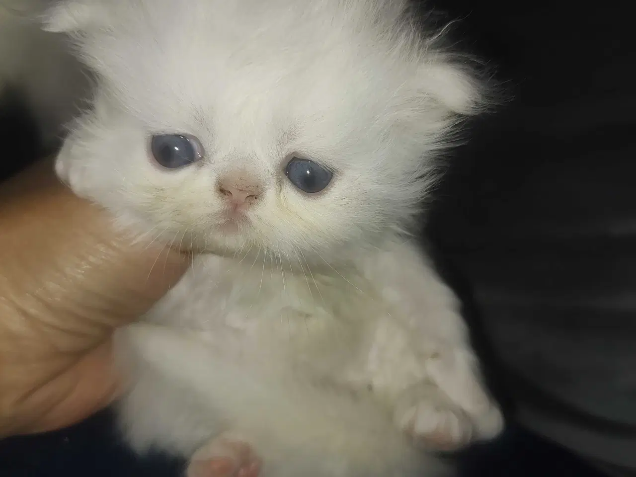 Billede 3 - Perser killinger 