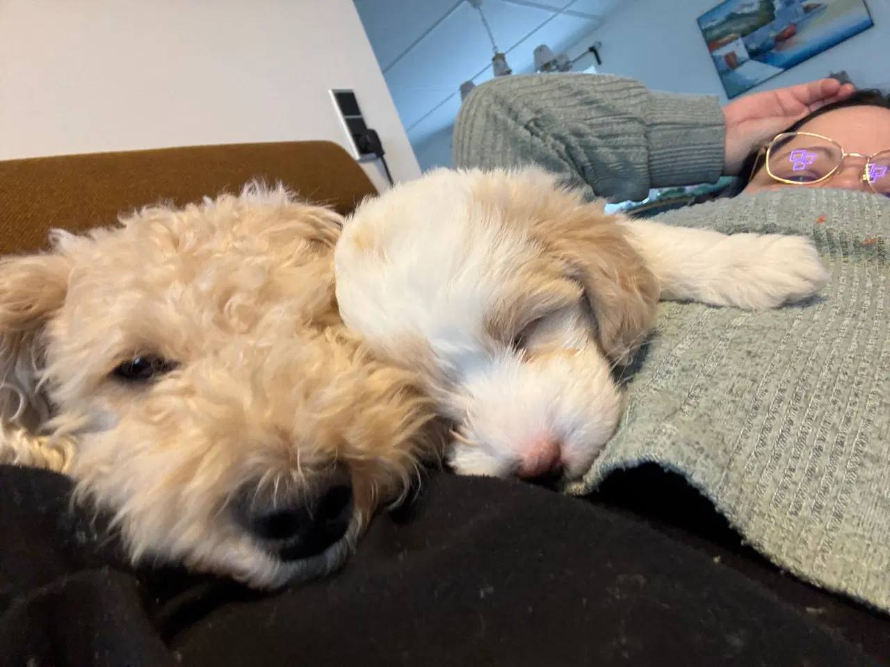 Billede 3 - Cottonpoo eller potton hvalpe