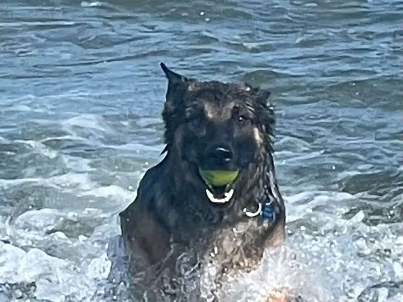 Billede 6 - Familievenlig schæfer sælges