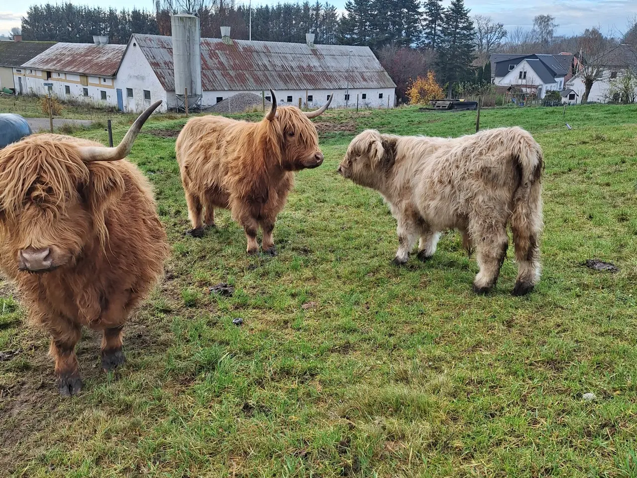 Billede 6 - Skotsk højlandskvæg tyrkalv