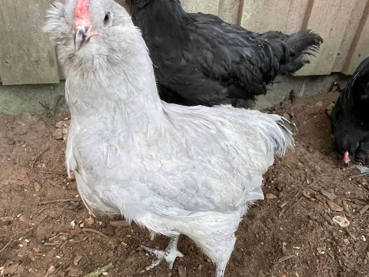 Billede 4 - Engelsk Araucana kyllinger 