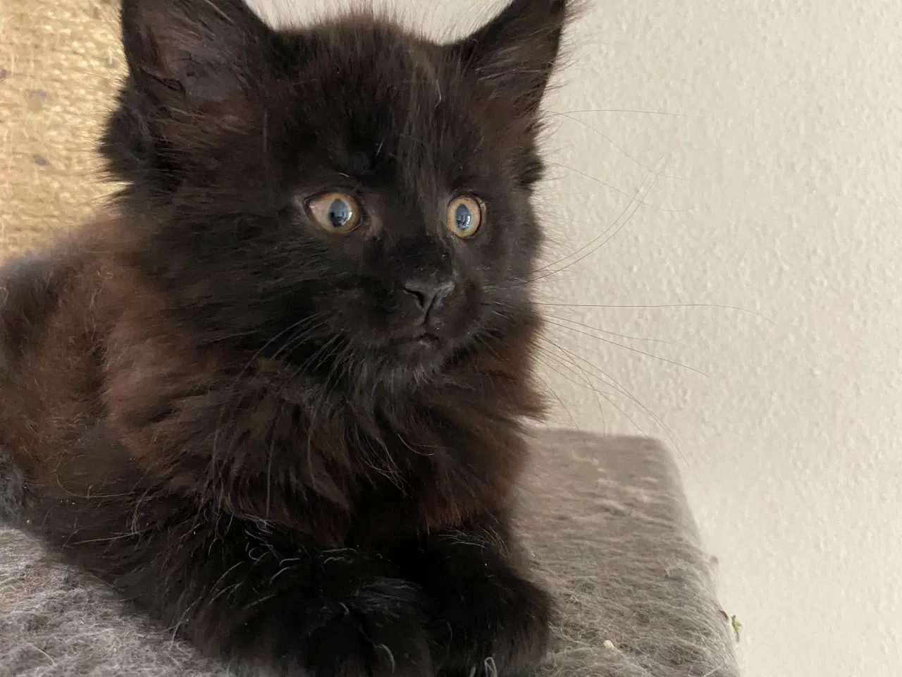 Billede 2 - Maine coon killinger  