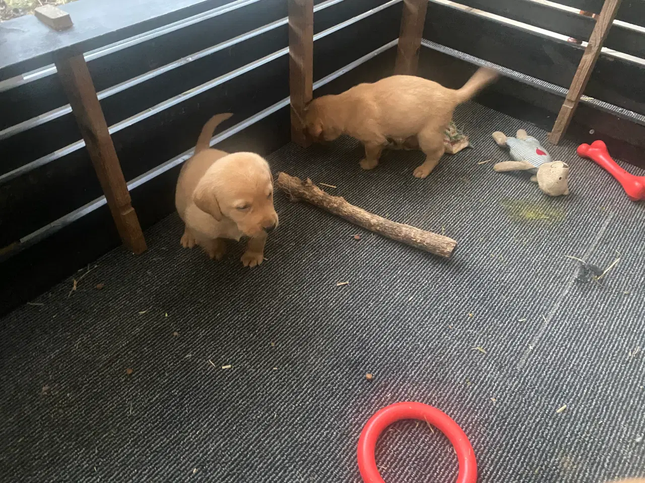 Billede 3 - Labrador Red Fox hvalpe