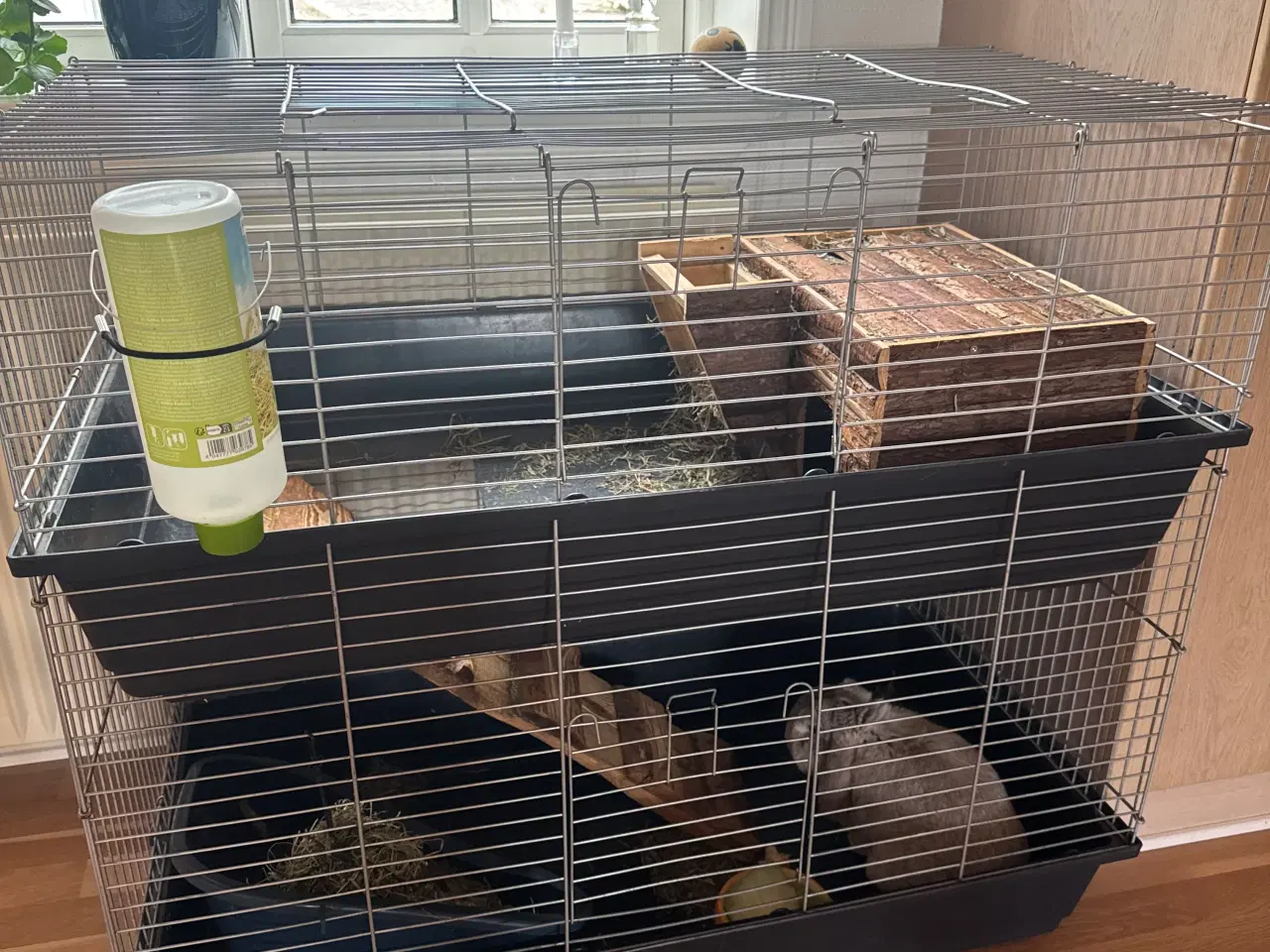 Billede 1 - Mini lop han kanin 