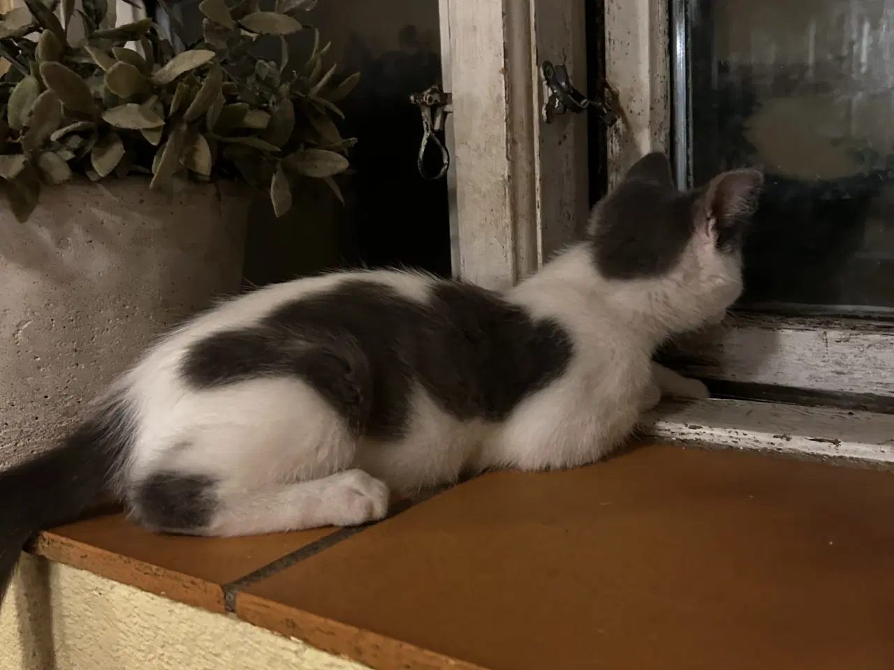 Billede 3 - Sally leder efter kærligt hjem