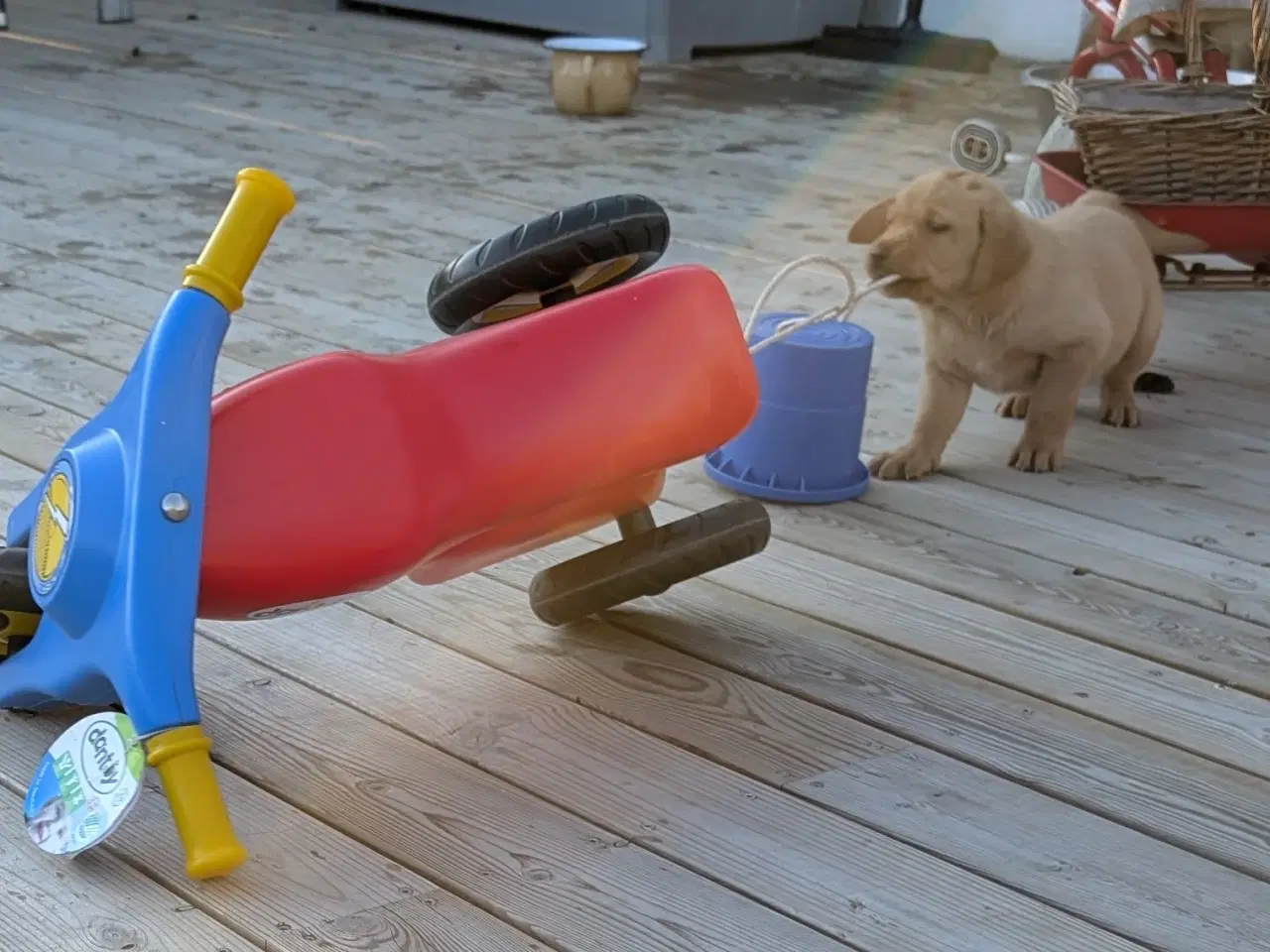 Billede 4 - Gl.dags labrador hvalpe 
