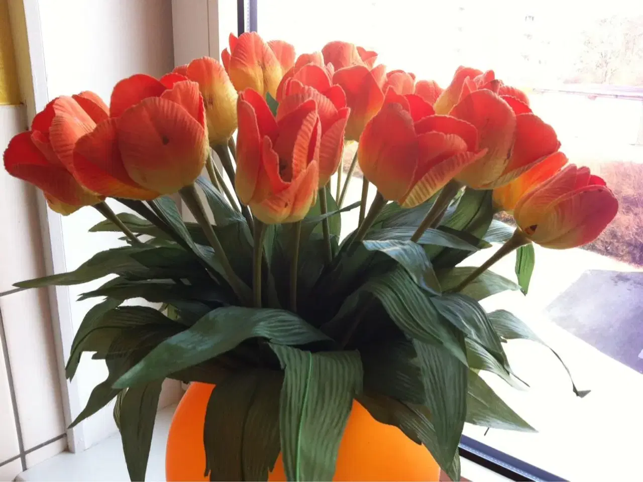 Billede 2 - Orange tulipaner til salg