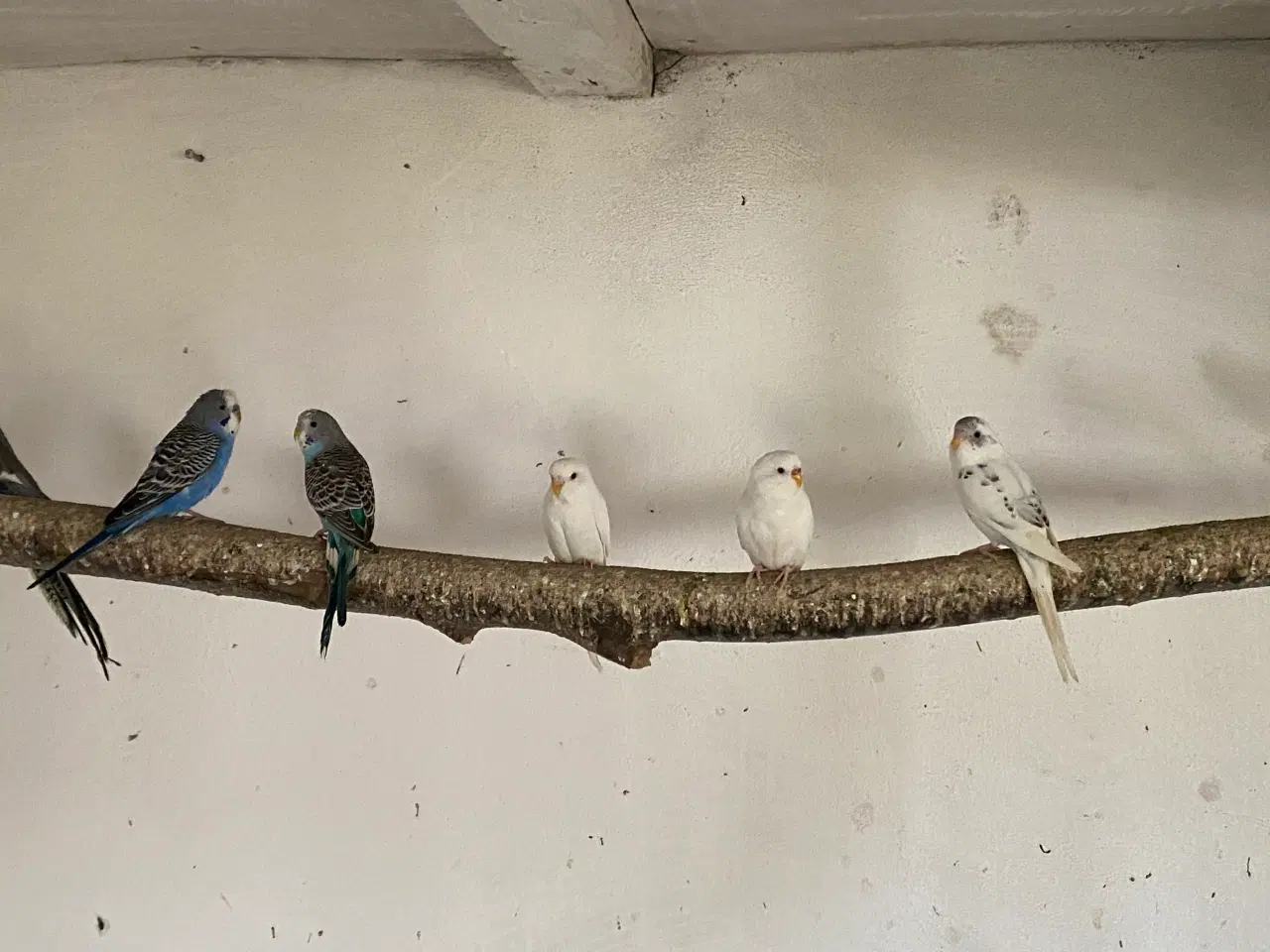 Billede 1 - Undulater fra 2025