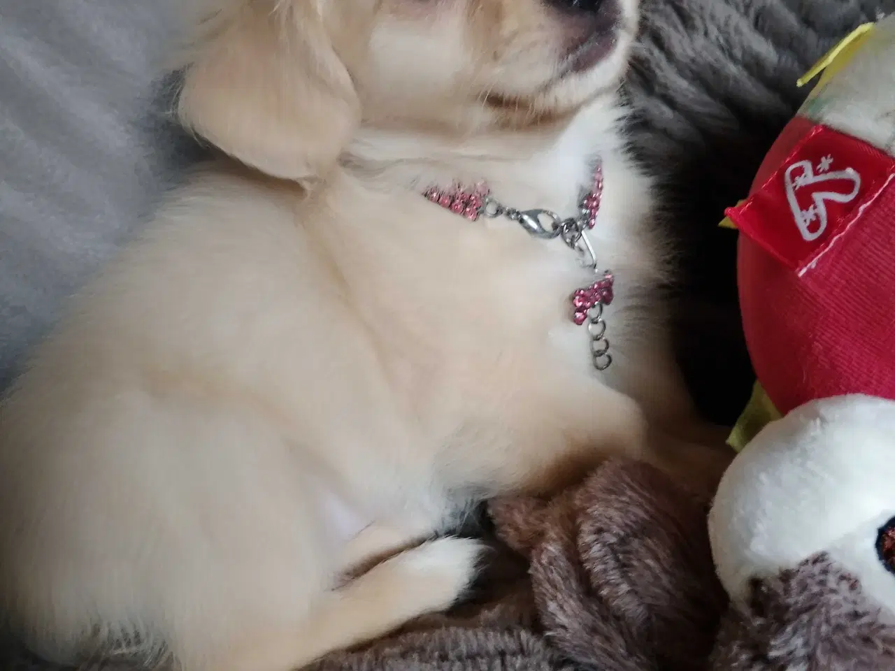 Billede 10 - Dejlige små race blandings hvalpe