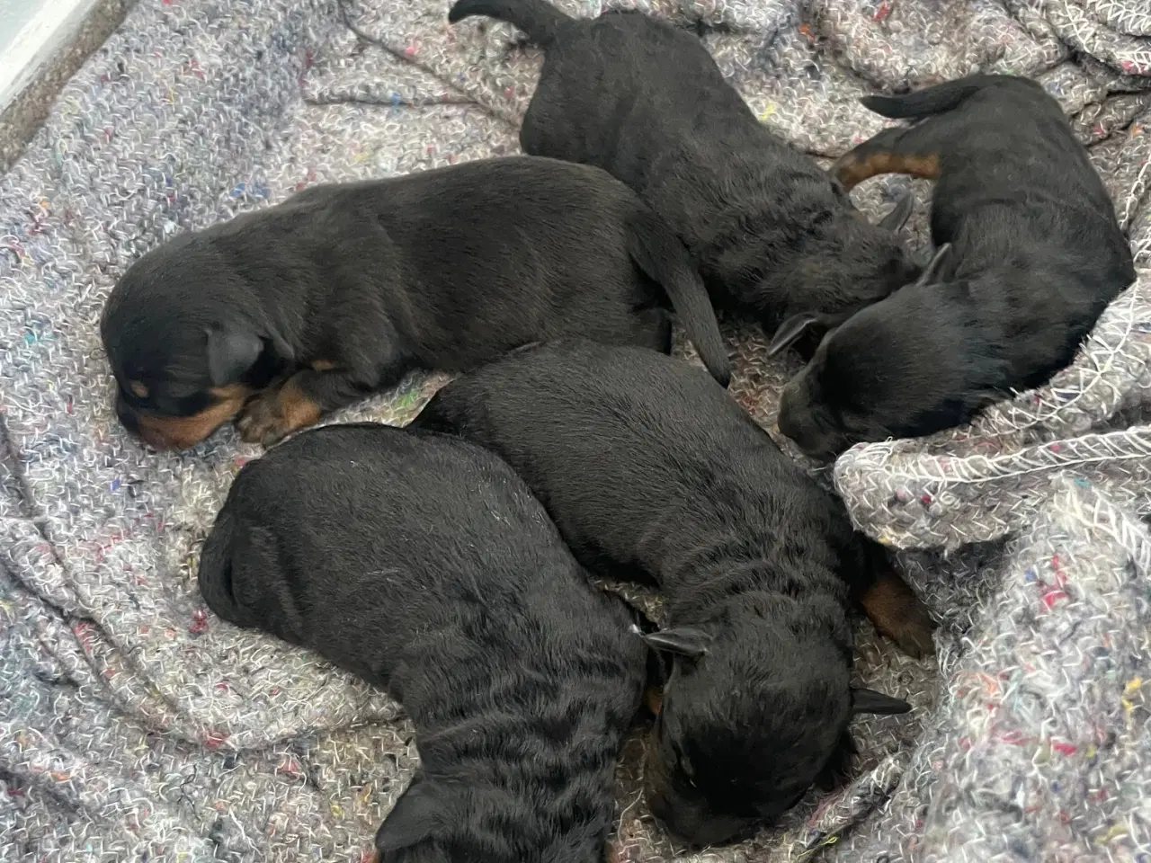 Billede 12 - Tysk jagtterrier hvalpe
