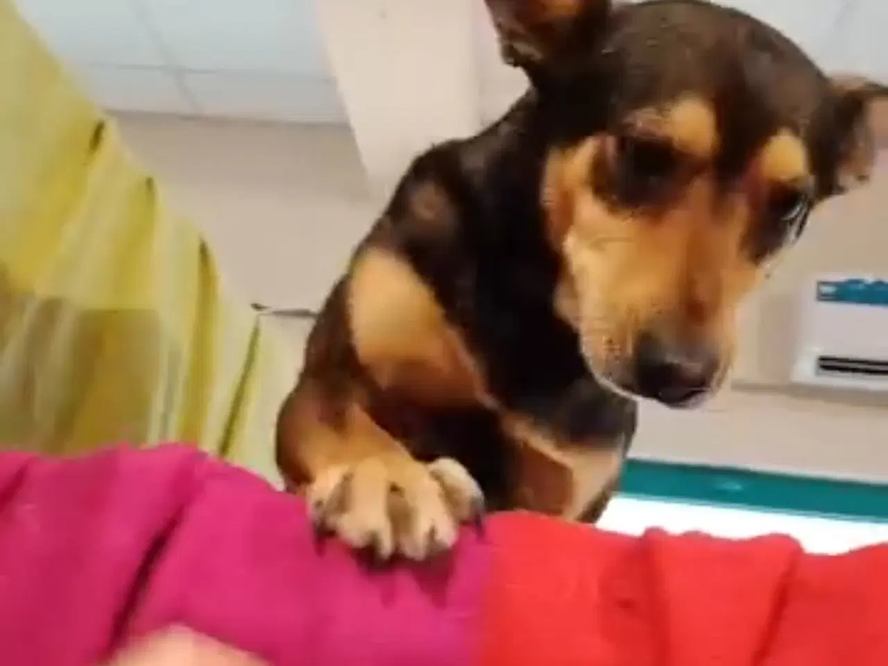 Billede 10 - Uadskilleligt makkerpar søger hjem sammen 🩷